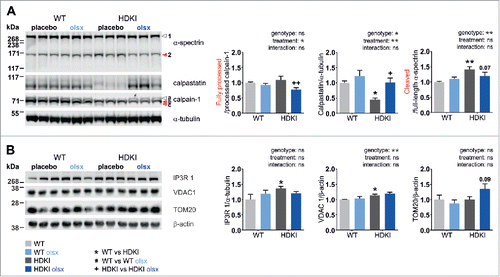 Figure 3. The calpain-suppressing effects of olesoxime are replicated in HdhQ111 knock-in mice. The calpain-suppressing effects of olesoxime were investigated by protein gel blot analysis of half brain lysate from 3 months old wild type (WT) and heterozygous HdhQ111 knock-in mice (HDKI) receiving placebo or olesoxime-loaded diet (olsx). (A) Calpain activation was assessed based on the processing of calpain-1, protein levels of the endogenous calpain inhibitor calpastatin and the cleavage of the calpain substrate α-spectrin. Arrowhead 1: full-length α-spectrin, arrowhead 2: α-spectrin fragment, arrowhead a: full-length calpain-1, arrowhead b: processed calpain-1, arrowhead c: fully processed calpain-1 (active calpain-1 refers to the ratio c/b), α-tubulin: loading control. (B) Expression levels of the endoplasmic reticulum Ca2+ transporter IP3R 1, outer mitochondrial membrane channel VDAC 1 and mitochondrial import receptor subunit TOM20 were assayed. β-actin: loading control. Data were analyzed using 2-way ANOVA and Fisher LSD posttest; */#/+: P < 0.05; **/##/++: P ≤ 0.01 and ***/###/+++: P ≤ 0.001.