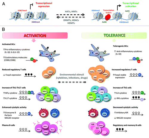 Figure 1. Epigenetic regulation of the immune response in transplantation. (A) DNA methylation and histone modifications allow changes in chromatin structure that influence gene transcription. DNA methylation (black circles) and repressive histone marks (H3K27me3, H3K9me3, etc.) are associated with closed chromatin and gene repression while DNA demethylation (white circles) and active histone modifications (AcH3, AcH4, H3K4me3, H3K36me3, etc.) are correlated with an open chromatin structure, facilitating transcription factor binding and transcription. Enzymes such as histone acetyltransferases (HATs), histone deacetylases (HDACs), histone methyltransferases (HMTs), histone demethylases (HDMTs) and DNA methyltransferases (DNMTs), establish and maintain the balance between these modifications. (B) Changes in the chromatin structure of key genes in the immune responses that take place in organ transplantation can contribute to alloimmunity or tolerance. Epigenetic modifications (DNA methylation and histone modifications) regulate gene expression in different cell types in several ways: (1) the expression of pro-inflammatory (IL12, IL-1β, IL-6, TNF-α), regulatory (IL-10) cytokines, and co-stimulatory molecules (CD80, CD86, CD40) is modified in antigen-presenting cells (APCs); (2) DNA demethylation and histone deacetylation increase the stable expression of the FoxP3 transcription factor, strengthening the suppressive function of Treg cells; (3) in CD4+ T cells, the differentiation of naive CD4+ T cells into “helper” T cells (Th1, Th2, Th17) and the plasticity among them is modulated; (4) the transcription of cytotoxic molecules (granzyme B and perforin) and activating receptors (NKG2D) is inhibited, and the expression of inhibitory KIR is enhanced in memory CD8+ T cells and NK cells, promoting allograft acceptance; (5) mature B cell differentiation into antibody-producing cells is controlled, decreasing allorecognition by donor-specific antibodies and preventing graft rejection. DNA methylation and demethylation are represented by black and white lollipops, respectively; histone modifications are shown as circles: green, H3K4me3; red, H3K27me3; purple, H3K9me3; blue, acetylation of H3 or H4.
