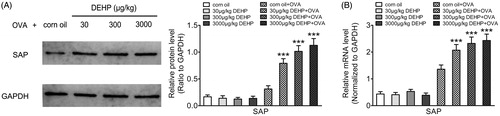 Figure 2. Effects of DEHP exposure on OVA-sensitized weanling mice spleen Tfh cell adaptor protein SAP expression. (A) SAP protein expression (ratio to GAPDH; Western blot). (B) SAP mRNA expression (normalized to Gapdh; real-time qRT-PCR). Data shown are means ± SD, n = 8 mice/group. ***p < 0.001 vs. corn oil + OVA control group.