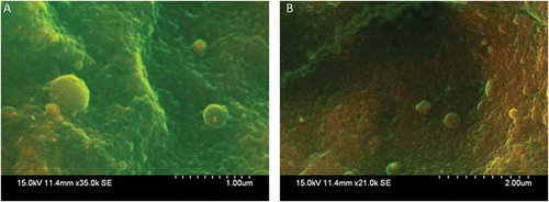 Figure 1. SEM images of day 3 cleavage embryo. A and B show CD9-positive 20 nm immuno-gold labeling on two different areas of the same embryo. The embryonic membrane is shown in green while the red shows CD9 labeling.