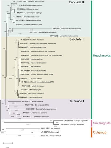 Figure 3. Phylogenetic tree of 33 Saxifragaceae species and three outgroup taxa based on complete plastome sequences, using maximum-likelihood analysis by RAxML (Stamatakis Citation2014) with GTR model and 1000 bootstrap replicates. Tree scale = 0.01. The sequences used for tree construction are as follows: Heuchera micrantha (OL489769.1), Heuchera villosa (MH708563.1), Heuchera richardsonii (MH708562.1), Heuchera parvifolia var. utahensis (MN496069.1; Folk et al. Citation2020), Heuchera mexicana (MN496068.1; Folk et al. Citation2020), Heuchera longipetala var. longipetala (MN496067.1; Folk et al. Citation2020), Heuchera grossulariifolia var. grossulariifolia (MN496066.1; Folk et al. Citation2020), Heuchera eastwoodiae (MN496065.1; Folk et al. Citation2020), Heuchera caespitosa (MN496064.1; Folk et al. Citation2020), Heuchera alba (MN496063.1; Folk et al. Citation2020), Heuchera abramsii (MN496062.1; Folk et al. Citation2020), Mitella formosana (MH708565.1), Mitella diphylla (MH708564.1), Tiarella trifoliata (MH708572.1), Tiarella polyphylla isolate JXTM (MH708568.1), Tiarella cordifolia isolate USAA (MH708566.1), astilbe koreana (MK990830.1), boykinia aconitifolia (MN496058.1; Folk et al. Citation2020), leptarrhena pyrolifolia (MN496070.1; Folk et al. Citation2020), saniculiphyllum guangxiense (MN496078.1; Folk et al. Citation2020), tanakaea radicans (MW300581.1), micranthes melanocentra (MT740256.1), chrysosplenium ramosum (MK973002.2), peltoboykinia tellimoides (MZ779205.1), Saxifraga saginoides (ON458149.1), Saxifraga sessiliflora (ON458148.1), Rodgersia aesculifolia (MW327540.1), Rodgersia sambucifolia (MN496077.1; Folk et al. Citation2020), oresitrophe rupifraga (MG470844.1; Liu et al. Citation2018), astilboides tabularis (MT316511.1), mukdenia rossii (MW653860.1), Bergenia scopulosa (MG470844.1; Bai et al. Citation2018), Bergenia purpurascens (OK012000.1), Ribes odoratum (MT081309.1; Wang et al. Citation2021), Ribes roezlii (MN496076.1; Folk et al. Citation2020), itea chinensis (MH191391.1; Dong et al. Citation2018).