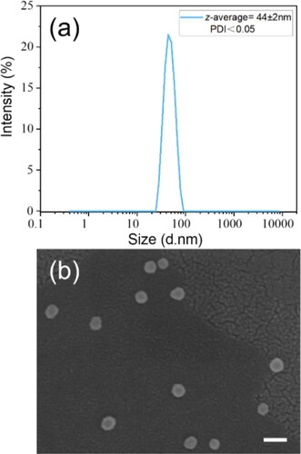 Figure 1. (a) The size distribution of original silica nanospheres, the PDI value is below 0.05; (b) SEM image of original silica nanospheres, the scale bar of the micrograph represents 100 nm.