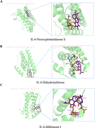 Figure 9 Molecular docking results of IL-6-active components. (A) IL-6-Neocryptotanshinone Ii. (B) IL-6-Dehydromiltirone. (C) IL-6-Miltionone I.