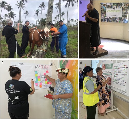 Figure 1. Aspects of the facilitated self-review process used to appraise current and future biosecurity needs in the Pacific Island countries and territories (participants approved use of images). a) Field visits: these enabled an understanding of impediments to the operational aspects of the animal health and biosecurity systems, e.g. animal handling facilities. b) Cultural sensitivity: a member of the programme team plays a traditional nose flute as part of an opening ceremony to the workshop which also included a karakia (prayer) given by the local church minister. c) System mapping: participants of the facilitated self-assessment map the biosecurity system, identifying key component activities to build a picture of strengths, areas for improvements and future needs (Step 5). d) Priority setting: participants voting (anonymously if required) on priority recommendations that had been developed during the final day of workshop sessions using coloured sticky labels to indicate voting preference (Step 9).