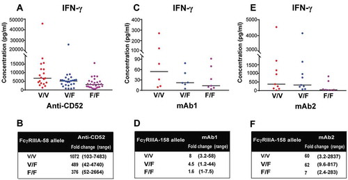 Figure 7. FcγRIIIa polymorphisms determine the magnitude of IgG1-dependent IFN-γ secretion. (A,B) 73 donors were grouped by FcγRIIIa polymorphisms: (n = 26 V/F, 19 V/V, 28 F/F). IFN-γ release was assessed using FcγRIIIa-158 genotyped human whole blood stimulated for 24 h with anti-CD52. (C,D) 19 donors were grouped by FcγRIIIa polymorphisms: (n = 6 V/F, 6 V/V, 7 F/F). IFN-γ release was assessed using FcγRIIIA-158 genotyped human whole blood stimulated for 24 h with mAb1. (E,F) 25 donors were grouped by FcγRIIIa polymorphisms (n = 9 V/F, 9 V/V, 7 F/F). IFN-γ release was assessed using FcγRIIIa-158 genotyped human whole blood stimulated for 24 h with mAb2. The median of IFN-γ response for each genotype is denoted by a horizontal bar. (B,D,F) Median and range of IFN-γ response based on FcγRIIIa polymorphisms.