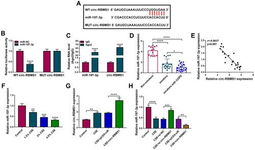 Figure 3 MiR-197-3p is a target of circ-RBMS1 in 16HBE cells. (A) The putative binding site between circ-RBMS1 and miR-197-3p. (B) Dual-luciferase reporter assay for the detection of the relative luciferase activities of wild and mutated circ-RBMS1 reporter after miR-197-3p up-regulation in 16HBE cells. (C) qRT-PCR after RIP assay showing circ-RBMS1 and miR-197-3p recruited by the Ago antibody from the lysates of 16HBE cells. (D) Detection of miR-197-3p expression level in blood samples of non-smokers, smokers and smokers with COPD using qRT-PCR. (E) The Spearman’s rank correlation analysis between miR-197-3p and circ-RBMS1 expression in COPD patients. (F) qRT-PCR analysis of miR-197-3p expression in 16HBE cells exposed to 1.5%, 3%, and 4.5% CSE for 24 h. (G) qRT-PCR analysis of circ-RBMS1 expression in CSE-induced 16HBE cells transfected with pCD5-ciR or circ-RBMS. (H) qRT-PCR analysis of miR-197-3p expression in CSE-induced 16HBE cells transfected with pCD5-ciR, circ-RBMS, si-NC, or si-circ-RBMS. **P<0.01, ***P<0.001, ****P<0.0001.