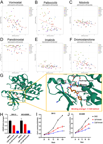 Figure 12 Vorinostat inhibits CENPI expression and cell growth of ACC cell lines. (A–F) Correlation between CENPI expression and FDA-approved drugs in various cancer cell lines; (G) Molecular docking analysis of CENPI and vorinostat; (H) Vorinostat inhibits CENPI expression of ACC cell lines; (I and J) Vorinostat inhibits cell growth of ACC cell lines. Data were shown as mean ±SD. (***p<0.001).