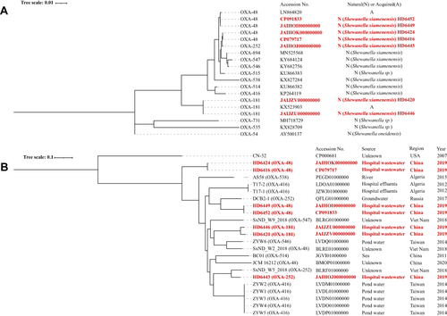 Figure 1 Phylogenetic trees of OXA-48-like genes and Shewanella xiamenensis strains. (A) Phylogenetic trees of OXA-48-like genes. blaOXA-48 genes have three genotypes despite being the same amino acid sequences while blaOXA-181 gene only has one genotype. Plasmid-borne and chromosome-borne blaOXA-48 displayed some nucleotide variations but blaOXA-181 were identical; (B) Phylogenetic trees of Shewanella xiamenensis strains. Seven S. xiamenensis genomes were distributed into different clades of the tree, and the phylogenetic clades in general correlated with the blaOXA-48-like gene sequences. Bootstrap values for each cluster of associated taxa are shown next to each branch. Bar corresponds to the scale of sequence divergence. Shewanella xiamenensis from our study were characterized in boldly red.