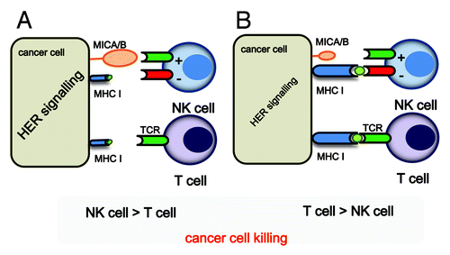 Figure 1. A schematic illustration of how HER2/HER3 signaling might determine whether cancer cells are killed by T cells or NK cells. (A) If HER2/HER3 signaling is strong, MHC Class I expression is weak, while the expression of MICA/B will be enhanced. In these conditions, the NK cell-mediated killing of tumor cells will dominate, while cancer cells will be relatively resistant to CTL-mediated killing. (B) If HER2/HER3 signaling is weak, MHC Class I expression will be unaffected, a conditions in which cancer cells can be killed by CTLs.