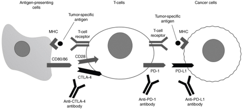 Figure 1. Mechanism of action of immune checkpoint inhibitor therapy.