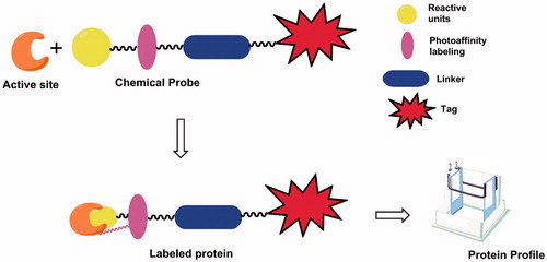 Figure 1. Structures and protein labelling of photoaffinity probes.