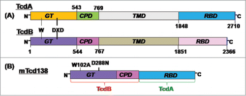 Figure 1. Domains of TcdA and TcdB and construction of mTcd138. (A) Both toxins share similar domains, including the glucosyltransferase domain (GT), the autocatalytic cysteine proteinase domain (CPD), the translocation domain (TMD) and the receptor binding domain (RBD). The DXD motif and a conserved tryptophan in the GT are involved in the enzymatic activity. (B) mTcd138 was constructed by fusing the GT and CPD of TcdB with the RBD of TcdA. Two point mutations were made in the GT of TcdB to eliminate the toxicity of mTcd138.