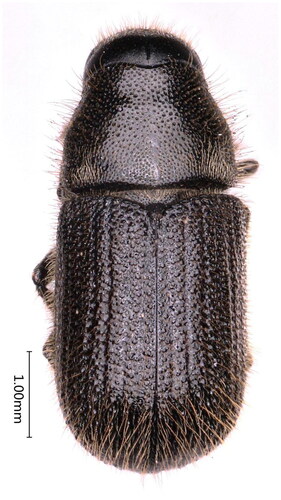 Figure 1. Dorsal view of D. rufipennis, photographed by Hu Tian.