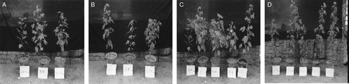 Figure 1.  (A) Effect of Acetobacter diazotrophicus (35–47) and its azide resistant mutant (35–47D) on ball formation in American cotton (H-117). (B) Effect of Acetobacter diazotrophicus (35–47) and its azide resistant mutant (35–47D) on ball formation in Indian cotton (HD-123). (C) Effect of Azospirillum brasilenssse (FS) and its azide resistant mutants (FS D-B, FS D-M, FS D-S) on ball formation in American cotton (H-117). (D) Effect of Azospirillum brasilense (FS) and its azide resistant mutants (FS D-B, FS D-M, FS D-S) on ball formation in Indian cotton (HD-123).