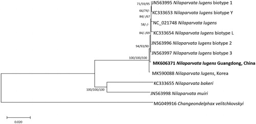 Figure 1. Neighbor joining (bootstrap repeat: 10,000), minimum evolution (bootstrap repeat: 10,000), and maximum likelihood (bootstrap repeat: 1,000) phylogenetic trees of fifteen Delphacidae and one Fulgoridae complete mitochondrial genomes: Eight Nilaparvata lugens (MK606371 in this study, MK590088, JX880069, JN563995, KC333653, JN563996, JN563997, and KC333654), Nilaparvata muiri (JN563998), Nilaparvata bakeri (KC333655), and Changeondelphax velitchkovskyi (MG049916) as an outgroup species. Phylogenetic tree was shown based on neighbor joining tree. The numbers above branches indicate bootstrap support values of neighbor joining, minimum evolution, and maximum likelihood phylogenetic trees, respectively.
