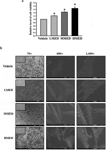 Figure 2. Cell variability, SEM and F-actin staining analyses of MED-treated NHDF cells. (a) After incubation of NHDF cells with 100, 200 or 400 μg/mL MED for 24 h, cell viability was analyzed as described in materials and methods. Three wells per group were used for the MTT assay, and optical density was measured in triplicate. Data are reported as the mean ± SD. *, p < 0.05 relative to the Vehicle-treated group. (b) The rectangle in the upper corner of the left column was morphological image of NHDF cells that observed under a microscope at 200× magnification. Also, SEM images were obtained from NHDF cells treated with 100, 200 or 400 μg/mL MED for 24 h under a SEM at 70×, 600×, and 1,400× magnification. (c) The cytoskeleton morphology of NHDF cells stained with ActinRed 555 Ready Probes were observed under a fluorescent microscope at 200x and 400x magnification. Abbreviations: SEM, Scanning electron microscope; MTT, 3-(4,5-Dimethylthiazol-2-yl)-2,5-Diphenyltetrazolium Bromide; LMED, Low concentration of MED; MMED, Middle concentration of MED; HMED, High concentration of MED.