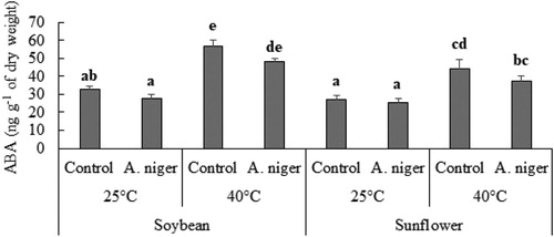 Figure 5. GC MS analysis of ABA content of soybean or sunflower seedlings grown at 25°C and 40°C inoculated with and without A. niger. Data represent mean of biological triplicates. Similar bars labeled with different letters are significantly different (p < 0.05) as estimated by Duncan’s Multiple Range Test (DMRT).