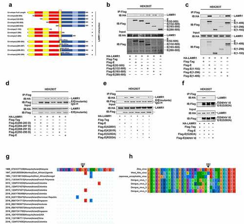 Figure 3. The conserved E protein G282 residue is essential for the binding of LAMR1. (a) Diagrams of the full-length E protein, truncated forms of E protein (1–505, 52–505, 132–505, 193–505, 280–505, 1–93, 1–296, and 1–406) and deletion forms of E protein (Δ280–283, Δ284–287, Δ288–291, and Δ292–295). (b) HEK293T cells were transfected with plasmids encoding HA-LAMR1 and Flag-vector, Flag-E/Flag-E (52–505), Flag-E (132–505), Flag-E (193–505), and Flag-E (280–505). Cell lysates were prepared using lysis buffer and then analyzed by immunoprecipitation with the indicated antibodies. (c) HEK293T cells were transfected with plasmids encoding HA-LAMR1 and pFlag-vector, Flag-E/Flag-E (1–193), Flag-E (1–296), and pFlag-E (1–406). Cell lysates were prepared using lysis buffer and then analyzed by immunoprecipitation with the indicated antibodies. (d) HEK293T cells were transfected with plasmids encoding HA-LAMR1 and Flag-vector, Flag-E, Flag-E (280–283aa deletion), Flag-E (284–287aa deletion), Flag-E (288–291aa deletion), and Flag-E (292–295aa deletion). Cell lysates were prepared using lysis buffer and then analyzed by immunoprecipitation with the indicated antibodies. (e) HEK293T cells were transfected with plasmids encoding HA-LAMR1 and Flag-vector, Flag-E, Flag-E G282A, and Flag-E DENV II. Cell lysates were prepared with lysis buffer and then analyzed by immunoprecipitation with indicated antibodies. (f) HEK293T cells were transfected with plasmids encoding HA-LAMR1 and Flag-vector, Flag-E, Flag-E A280V, Flag-E K281R, Flag-E G282A, and Flag-E R283A. Cell lysates were prepared with lysis buffer and then analyzed by immunoprecipitation with indicated antibodies. (g) Diagram of the consered G282 site. Viral sequences were downloaded from GenBank, and viewed and aligned using AliView software. (h) The diagrams of amino acid sequences of partial E protein among ZIKV, WNV, JEV and DENV. Sequences were downloaded from GenBank and viewed and aligned using AliView software