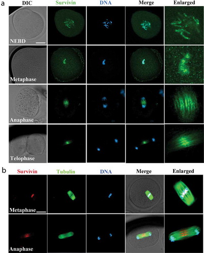 Figure 1. The localization of survivin during mouse early embryonic development. (a) Subcellular localization of survivin during mouse first cleavage of embryos. Survivin was enriched at the chromosomes (NEBD and metaphase stages) and spindle midzone (anaphase and telophase stages). Green, survivin; blue, DNA. Bar = 20 μm. (b) Co-stain of survivin and tubulin during mouse first cleavage of embryos. Survivin was enriched at the chromosomes (metaphase stage) and spindle midzone (anaphase stage). Red, survivin; green: tubulin; blue, DNA. Bar = 20 μm.