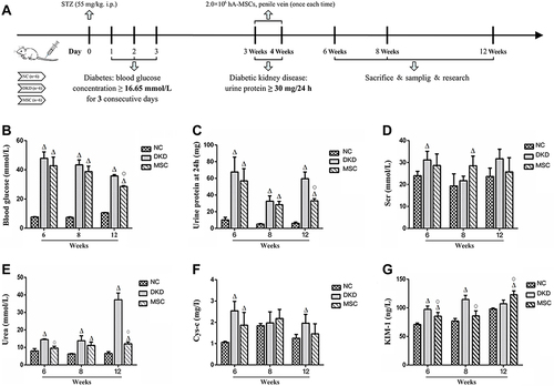 Figure 3 Timetable and flowchart of rat treatment, as well as changes in blood and urine biochemical indicators after hAMSCs transplantation. (A) The flowchart of rat treatment from Day 0 to Week 12. (B–G) The histogram of blood glucose and 24-hour urine protein levels, and urea levels, Cys-c, and urine KIM-1 levels among three rat groups.