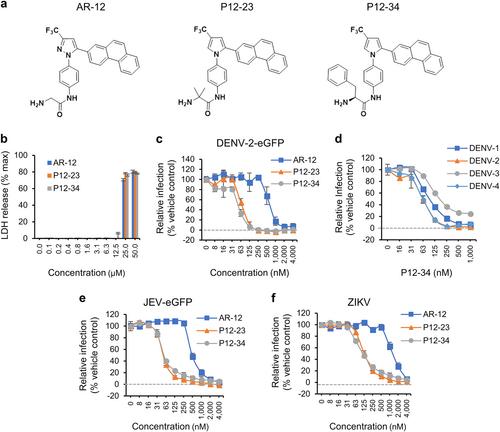 Fig. 1 Antiviral activities of AR-12 and its derivatives, P12-23 and P12-34.a The structures of AR-12, P12-23, and P12-34. b A549 cells treated with the indicated compounds for 24 h were processed for the LDH release assay. The total amount of LDH was measured after treatment with Triton X-100 (max). c–f A549 cells treated with AR-12, P12-23, and P12-34 were infected with DENV-2-eGFP (MOI 5), DENV-1~4 (MOI 5), JEV-eGFP (MOI 1), or ZIKV (MOI 0.5) for 24 h. The protein expression of eGFP (DENV-2-eGFP and JEV-eGFP) and viral NS3 (DENV-1~4 and ZIKV) was measured using a high-content image analysis system. Data are reported as the means ± SD (n = 3)