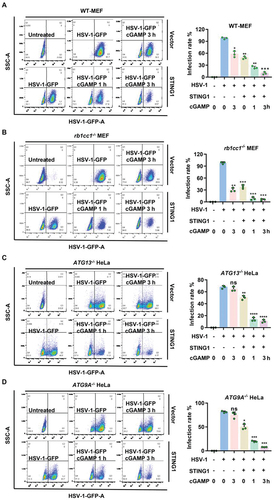 Figure 3. STING1 show obvious resistance to HSV-1 virus in both WT and autophagy gene deficient cells. (A-D) WT (A) or rb1cc1−/− MEF (B) cells containing endogenous STING1 expressing [Citation11] and ATG13−/− HeLa (C) and ATG9A−/− HeLa (D) cells lacking endogenous STING1 expression were transfected with HA-STING plasmids. After 24 h incubation, cells were then infected with HSV-1-GFP virus at a multiplicity of infection (MOI) of 5 for 6 h, with or without 1 μM of cGAMP stimulated for the indicated time. GFP-positive cells were analyzed by flow cytometry. Quantification charts of HSV-1-GFP virus infection rate in (A-D) were shown in the right panels. Data analysis was performed using FlowJo software and presented as mean±SEM from 3 individual experiments.