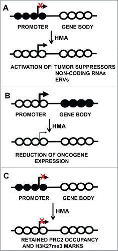 Figure 1. DNA methylation and gene expression consequences after treatment with DNA methylation inhibitors. Circles represent CpG sites, with closed circles indicative of methylated CpGs and open circles representing unmethylated CpGs. Transcription start sites are indicated by the bent arrow. (A) Demethylation of CpG island promoter regions, resulting in gene activity. (B) Gene-body demethylation results in reduced expression. (C) Retained gene silencing by PRC2 occupancy after DNA methylation inhibitor treatment. HMA: Hypomethylating agent.