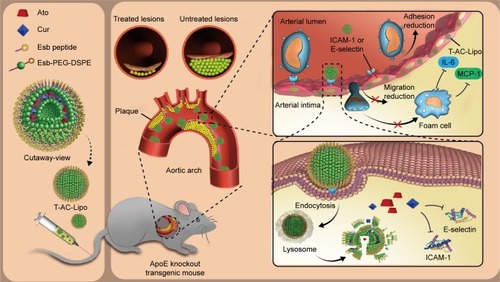 Figure 1 Illustration of E-selectin-targeting liposomes (T-AC-Lipo) simultaneously encapsulating Ato and Cur to treat atherosclerotic ApoE knockout mice.Abbreviations: Ato, atorvastatin calcium; Cur, curcumin; Esb peptide, E-selectin-binding peptide; ICAM-1, intercellular cell adhesion molecule-1; IL-6, interleukin 6; MCP-1, monocyte chemotactic protein 1; T-AC-Lipo, targeting-ligand-modified atorvastatin calcium- and curcumin-loaded liposome.