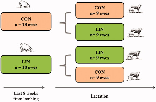 Figure 1. Graphical representation of the 2 × 2 experimental design. A total of 36 Sarda dairy ewes were fed a control diet (CON, n = 18) or a diet containing linseed (LIN, n = 18) during the last 8 weeks of gestation. During the first 4 weeks of lactation, 9 ewes changed diet, moving from CON to LIN group and vice-versa.
