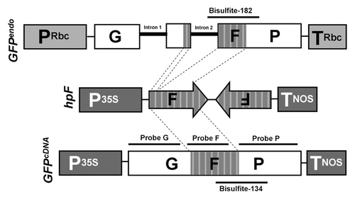 Figure 1. Schematic representation of GFPendo, hpF and GFPcDNA constructs. P35S: CaMV 35S promoter; TNOS: nopaline synthase (NOS) terminator; GFP: green fluorescent protein; PRbc: tobacco RuBisCO promoter including 5′ UTR; TRbc: tobacco RuBisCO terminator including 3′ UTR; Intron 1 and 2: tobacco RuBisCO introns 1 and 2. The hybridization probes used for northern blot analysis (Fig. 3) and the 182 bp and 134 bp regions analyzed by bisulfite sequencing (Fig. 4, S2 and S3) are indicated by black bars.