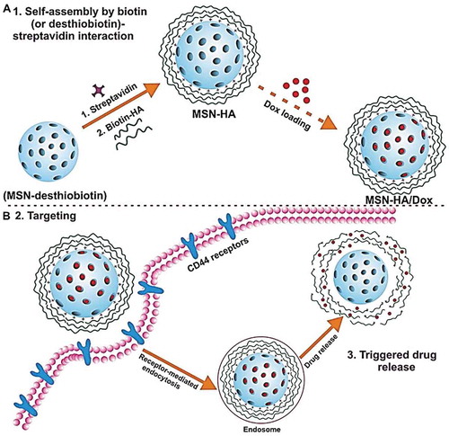 Figure 8. Delivery and controlled release of doxorubicin (Dox) at cancer cells expressing hyaluronidase using mesoporous silica nanoparticles functionalized with biotin-modified hyaluronic acid (MSN-HA). (A) Drug loading steps to yield MSN-HA/Dox delivery system. Propylamine-functionalized silica (MSN-NH2) was first modified with desthiobiotin to obtain MSN-desthiobiotin, then by employing biotin (or desthiobiotin)–SA interaction, SA, and biotinylated HA were self-assembled on the external surface of MSN to yield MSN-HA. Optionally, therapeutic drug, doxorubicin, can be loaded into mesoporous silica nanoparticles to obtain MSN-HA/Dox. (B) Schematic illustration of the CD44 receptor-mediated endocytosis and triggering of drug release in tumor cells. MSN-HA/Dox is internalized by cancer cells via receptor-mediated endocytosis (HA–CD44 interaction), then loaded doxorubicin was released from the pore of MSN by the triggering of HAase and intracellular biotin. Reproduced with permission [Citation139]