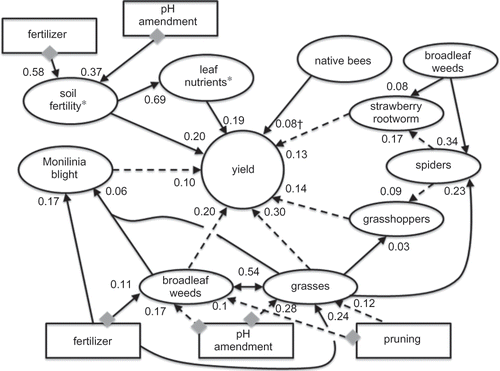 FIGURE 1 A path-systems model of organic lowbush blueberry production system. Arrows with a single head represent causal effects, double-headed arrows represent correlations. Solid lines are positive relationships and dashed lines are negative or inverse relationships. Gray diamonds represent a significant year × factor interaction present. Path coefficients are displayed at arrow heads (coefficients estimated using SPSS–AMOSTM software). Footnotes: † = significant at P < 0.10 (all other relationships are significant at P < 0.05), * = analysis performed on first axis of PC ordination.