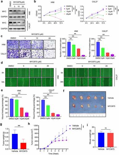 Figure 3. MYCi975 inhibits HNSCC proliferation, invasion, and migration. (a) Western blot analysis showing the inhibition of MYC by MYCi975 treatment. GAPDH was used as the internal control. (b) CCK8 assays showing that the proliferation of HN6 and CAL27 cells was inhibited by MYCi975 treatment. Means ± SD are shown. **P < .01 by one-way ANOVA. (c) Transwell assays showing that the invasion of HN6 and CAL27 cells was reduced by MYCi975 treatment. Means ± SD are shown. **P < .01 by one-way ANOVA. (d-e) Wound healing assays showing that the migration of HN6 and CAL27 cells was reduced by MYCi975 treatment. Means ± SD are shown. **P < .01 by one-way ANOVA. (f) Representative image of tumor samples harvested from subcutaneous tumor models in nude mice. (g) Tumor weights of subcutaneous tumor models in nude mice after 4 weeks of treatment with MYCi975. **P < .01 by an unpaired Student’s t test. (h) Tumor volume growth curve of subcutaneous tumor models in nude mice. **P < .01 by an unpaired Student’s t test. (i) Mice weight after 4 weeks of treatment with MYCi975. ns, not significant by an unpaired Student’s t test.