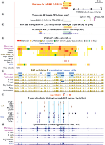 Figure 2. The host gene encoding the miRNA miR-223 has a super-enhancer over it that extends far upstream in monocytes and neutrophils. (A) The hsa-miR-223 gene with two isoforms and its gene neighborhood (chrX: 65, 203, 177-65, 260, 919); its gene structures are from the UCSC gene tracks of the UCSC Genome Browser, rather than the RefSeq tracks, as for all the other genes. CAGE [Citation33,Citation35] and DHS mapping for monocytes indicated that the TSS shown in this figure is the major one for these cells. (B) Tissue expression (bar graph) for hsa-miR-223 from GTEx with selected mean TPM indicated. The colors of the bars and the TPM for all 53 different tissues are given at the GTEx portal (www.gtexportal.org). The thick horizontal line shows the region used for TPM determination. (C) In the first RNA-seq track for cell cultures, the overlaid color-coded signals (log scale) from myoblasts and lung fibroblasts are shown; for the second track, the data are just for K562 cells; the orange line denotes a novel lincRNA gene in K562 cells, and the yellow or green highlighting indicates the hsa-miR-223 region. (D) Chromatin segmentation states are shown with the blue dashed line denoting the super-enhancer in monocytes and neutrophils. A second sample of monocytes from males (not shown) gave a chromatin state segmentation profile similar to that seen for the exhibited female sample. The strong expression of this gene in spleen was not seen for NLRP3, and this gene lacked a super-enhancer in spleen (data not shown). (E) Bisulfite-seq profiles for DNA methylation have blue highlighting over the LMRs seen specifically in monocytes and neutrophils. (F) TF binding to the indicated cells types with blue-green highlighting at TFs that overlap monocyte/neutrophil-specific DHS. (G) Open chromatin peaks determined as DHS. Blue highlighting indicates monocyte/macrophage-specific DHS.CAGE: Cap analysis of gene expression; DHS: DNase I hypersensitive site; GTEx: Genotype-Tissue Expression; LCL: Lymphoblastoid cell line; lincRNA: Long intergenic non-coding RNA; LMRs: Low methylated regions; PFC: Prefrontal cortex; RNA-seq: RNA sequencing; TF: Transcription factor; TPM: Transcripts per kilobase million; TSS: Transcription start site; UCSC: University of California Santa Cruz.