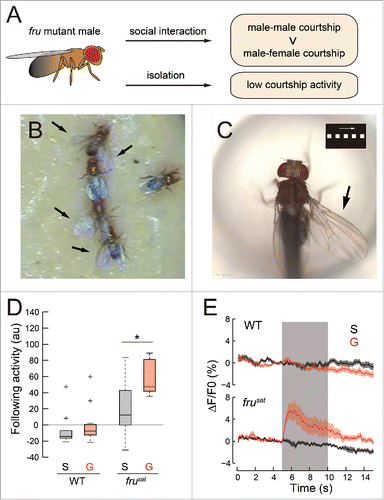 Figure 1. fru-dependent behavioral and physiological plasticities. (A) Development of a behavioral phenotype via social experience in fru mutants. (B and C) When kept in a group, frusat males exhibit courtship chaining under freely moving conditions (B), or courtship-like pursuit under tethered conditions in response to a moving visual target displayed on a computer screen (C). The inset in (C) shows the visual pattern used as a target. Arrows indicate the wing extended to vibrate for song generation. (D) Quantification of courtship following activities directed toward an artificial visual target in wild-type and frusat males. (E) Ca2+ activities recorded from dsx-expressing neurons in the lateral protocerebrum during the presentation of an artificial visual target. The background shading indicates the period during which the target was displayed on the screen. “G” and “S” in (D) and (E) denote that males were reared in a group of 10 individuals and in isolation for 6–9 d after eclosion, respectively. Panels (D) and (E) were reproduced, with permission, from ref.Citation9.