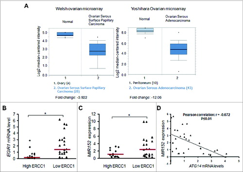 Figure 7. Lower levels of EGR1 and MIR152 in ovarian tumors are associated with cisplatin-resistance. (A) EGR1 expression levels in normal ovarian tissues vs. ovarian cancer tissues in 2 individual microarrays were shown using the Oncomine gene expression tool. (B) EGR1 mRNA levels were determined by SYBR-Green RT-PCR in 14 high ERCC1 ovarian tumors (ERCC1 score ≥ 1) and 21 low ERCC1 ovarian tumors (ERCC score < 1). Bars are indicated as median of the group. (C) MIR152 expression levels were determined by Taqman RT-PCR in 14 high ERCC1 ovarian cancer tissues and 21 low ERCC1 ovarian cancer tissues. Bars are indicated as the median of the group. *Indicates significant difference (P < 0.05). (D) ATG14 mRNA levels were determined by SYBR-Green RT-PCR in 30 ovarian tumors. Correlation analysis between MIR152 and ATG14 levels in human ovarian cancer tissues was performed.