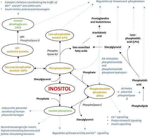 Figure 2. Inositol metabolism leads to the formation of diverse bioactive derivatives many of which interact with insulin signaling pathways. Inositol derivatives containing lipids are shown in gold while those that do not are shown in green. Other compounds are shown in black. Blue arrows and descriptions show selected signaling or metabolic processes affected by inositol or inositol derivatives. Abbreviations: Arachidonic acid (AA), Diacylglycerol (DAG), Glycosyl-phosphatidyl-inositols (GPI), Inositol phosphoglycans (IPGs), Lysophosphatidic acid (LPA), lyso-phosphotidyl inositol (LPI), Phosphoinositide phosphates (PIPs).