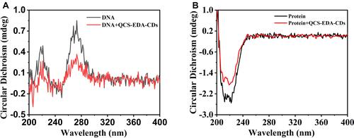 Figure 7 (A) Circular dichroism spectra for DNA with and without QCS-EDA-CDs treatment. (B) Circular dichroism spectra for S. aureus protein with and without QCS-EDA-CDs.