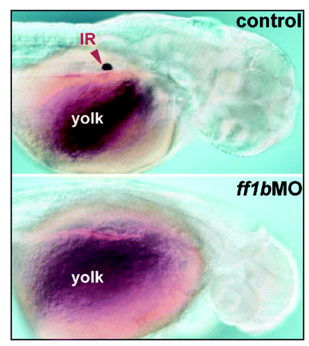 Figure 1 The detection of steroidogenic interrenal tissue by whole-mount chromogenic 3β-Hsd enzymatic activity assay in wild-type control (upper panel) and ff1b antisense morpholino (ff1bMO) injected (lower panel) embryos. The embryos were treated with 0.003% phenylthiourea from 12 hpf onwards to prevent pigmentation. Dorso-lateral views of embryos at 2 dpf are shown with anterior oriented to the right. The steroidogenic interrenal cells are completely ablated in ff1b morphant. Red arrowhead indicates interrenal tissue (IR), lying above yolk sac in the mid-trunk region.