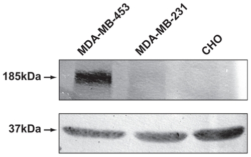 Figure 4 Expression of HER2/3 receptors in MDA-MB-231 and MDA-MB-453 cells by Western blotting. MDA-MB-453 and MDA-MB-231 cell lysates, normalized for protein, were analyzed on 6% sodium dodecyl sulfate-polyacrylamide gel electrophoretic analysis and blotted onto a nitrocellulose membrane. The blot was probed using primary antibody ErbB2 (intracellular domain) against HER2/3 receptors and treated with the secondary antibody antimouse IgG conjugated to alkaline phosphatase. Chinese hamster ovary cells were loaded as additional controls. Lysates for probing with antibodies to glyceraldehyde-3-phosphate dehydrogenase was also normalized and loaded separately on a 12% gel, and served as an internal loading control.