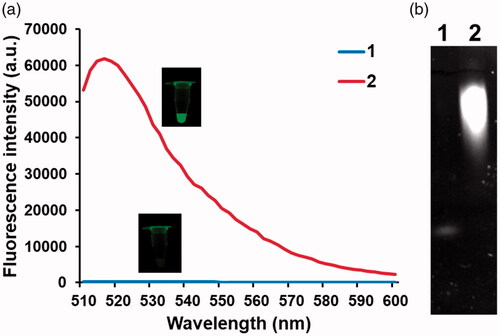 Figure 2. Feasibility of the TdT activity assay. (a) Fluorescence spectra from BODIPY and (b) polyacrylamide gel electrophoresis images under different conditions (1: TdT-primer + BODIPY-ATP/Fe(III); 2: TdT-primer + BODIPY-ATP/Fe(III) + TdT). The insets in (a) show the corresponding photographs under UV light. The final concentrations of Fe(III) and TdT are 1 mM and 200 U/mL, respectively.