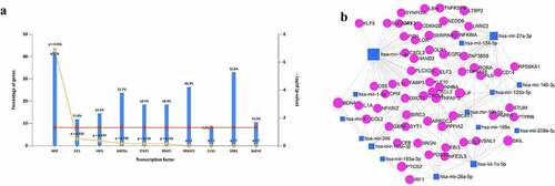 Figure 2. Predict the upstream regulators of the overlapped 86 DEGs. (a) The potential upstream TFs including NFIC, ZIC1. (b) Predict upstream miRNAs and construct the miRNA-mRNA network in muscle tissue. Blue quadrilateral was miRNA and red circular was DEGs.