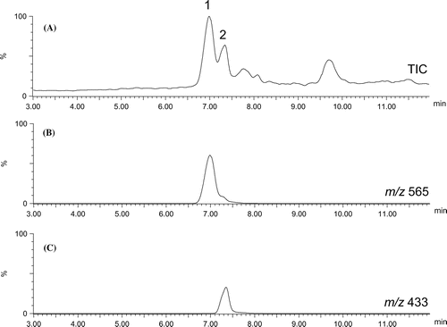 Figure 3. Typical TIC chromatogram of methanolic extract of B. alba leaves (A). (B) and (C) show extracted ion chromatograms for m/z 565 and 433, respectively.
