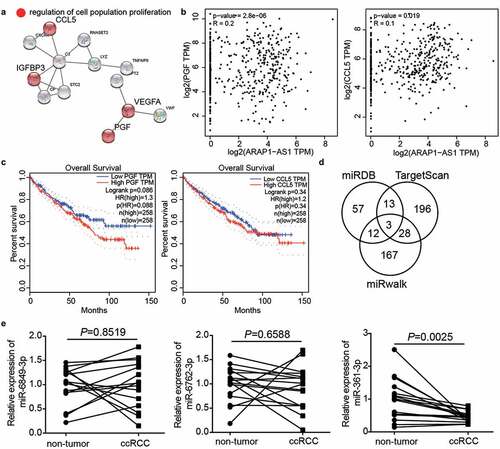 Figure 3. miR-361-3p/PGF might be the downstream of ARAP1-AS1 by bioinformatics analysis. (a) CCL5, IGFBP3, VEGFA and PGF were predicted to be related to cell proliferation by STRING analysis. (b) PGF and CCL5 were positive correlated with ARAP1-AS1 in ccRCC samples based on GEPIA analysis. (c) PGF with high expression showed the poor prognosis of ccRCC by GEPIA analysis. (d) Three miRNAs were overlapped from miRDB, TargetScan, and miRwalk. miRDB was used to predict miRNAs sponged by ARAP1-AS1. TargetScan and miRwalk were used to predict the miRNAs targeting PGF. (e) The miR-361-3p expression reduced in ccRCC samples