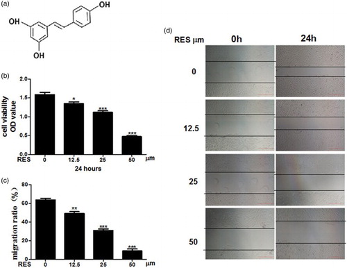 Figure 1. Resveratrol inhibits prostate cancer cells. (a) The molecular structure of resveratrol. (b) Cell proliferation was analyzed with the MTT assay. (c) Quantitative results of PC-3 cell migration. (d) Cell migration was evaluated using a wound-healing assay. Representative images are shown at 0 and 24 h post-wounding with ×40 magnification. Scale bars = 500 μm. Statistical significance was assessed by one-way ANOVA.