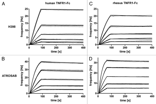 Figure 4 Determination of affinity of H398 and ATROSAB for binding to human and rhesus TNFR1-Fc by quartz crystal microbalance (QCM) measurements. (A) Binding of H398 to human TNFR1-Fc, (B) binding of ATROSAB to human TNFR1-Fc, (C) binding of H398 to rhesus TNFR1-Fc and (D) binding of ATROSAB to rhesus TNFR1-Fc.