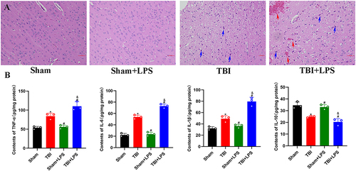 Figure 3 LPS aggravated the neuroinflammatory response in TBI rats. (A) Compared to the Sham and Sham+LPS groups, we observed lighter staining of the extracellular matrix, increased brain tissue swelling, and increased nuclear staining in the TBI group. Additionally, compared to the TBI group alone, the TBI+LPS group showed increased occurrence of hemorrhage. Blue arrows indicate deeply stained cell nuclei, red blood cells are indicated by red arrows. (B) Compared to the Sham group and Sham+LPS group, the concentrations of TNF-α, IL-1β, and IL-6 in brain tissue exhibited an upward trend in the TBI group, while IL-10 showed a contrasting trend. The neuroinflammatory response was more severe in the TBI+LPS group compared to the TBI group (mean ± SD values are presented; n = 3/group; *P < 0.05 vs Sham group; # P < 0.05 vs TBI group; &P < 0.05 vs Sham+LPS group; scale = 50 nm).