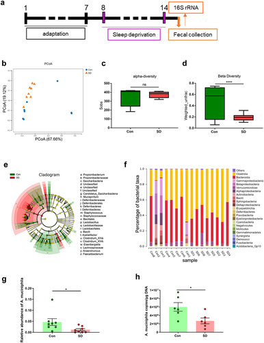 Figure 3. SD alters gut microbiome composition in mice.