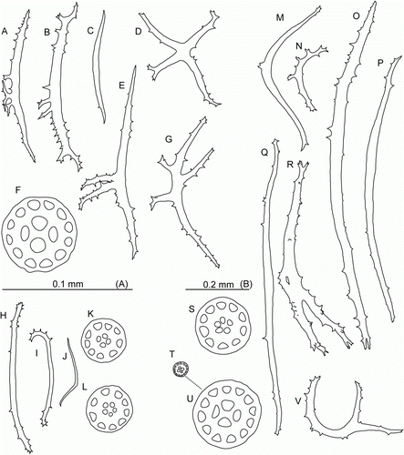 Figure 6.  Laetmogone billetti sp. nov., paratype, St. JC048/16, dive 162. (A–G) Tube feet; (H–L) papillae; (M–V) tentacles; (U) magnified ossicle (T). (F,U) scale A; all others scale B.