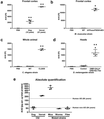 Figure 1. Quantification of Aβ42. (a) Fluorescent-intensity (FI) signals for Aβ42 in guanidine-soluble extracts from frontal cortex in 12-year old dogs (n = 3) and 21-year old vervets (n = 2). (b) FI signals for Aβ42 in guanidine-soluble extracts from frontal cortex in 21-month old WT (n = 3) and APPswe/PSEN1dE9 mice (n = 3). (c) FI signals for Aβ42 in guanidine-soluble extracts from whole-body worm pellets in WT (n = 5) and CL2659 worms (n = 2). (d) FI signals for Aβ42 in guanidine-soluble extracts from fly heads in control (n = 4) and GMR-GAL4> UAS-Aβ;Tau flies (n = 4). (e) Concentrations of Aβ42 in guanidine-soluble extracts with Aβ42 FIs that were significantly elevated above background (PBS) levels; as a reference guide, we show averages from previously published [Citation4] findings in AD frontal cortex samples (dashed lines). Samples were analyzed with ANOVA followed by post hoc pairwise comparisons. All data are presented as mean ± SEM. ★ p < 0.05 and ★★ p < 0.01 for post hoc pairwise comparisons.